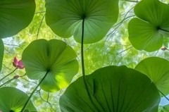 恩佐在英超的崛起：51次进球机会背后的战术分析与故事