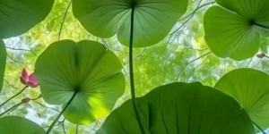 恩佐在英超的崛起：51次进球机会背后的战术分析与故事